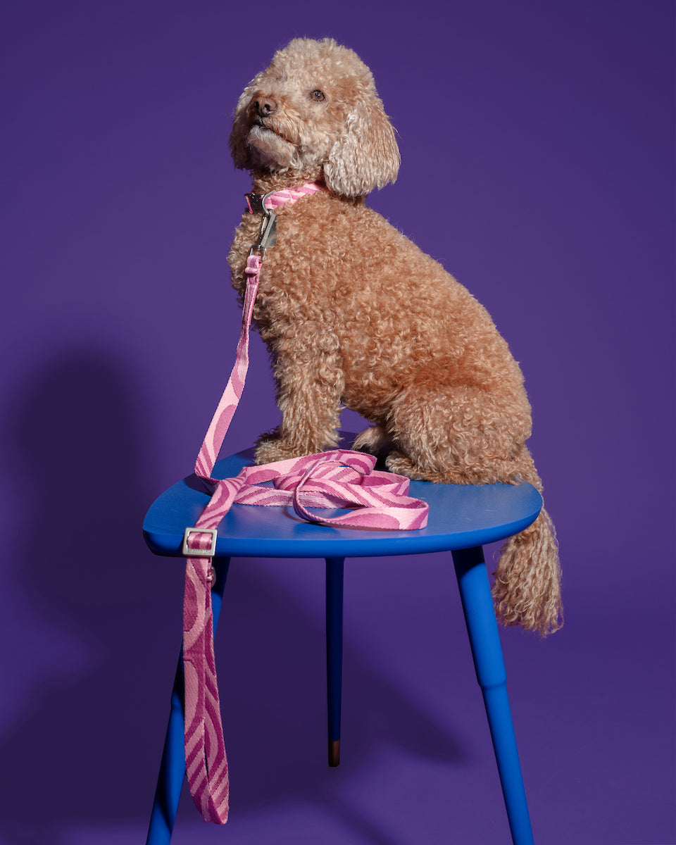 Hot Doggies pink wave design dog leash, fashionable dog walking gear, eco-conscious, shown on dog.