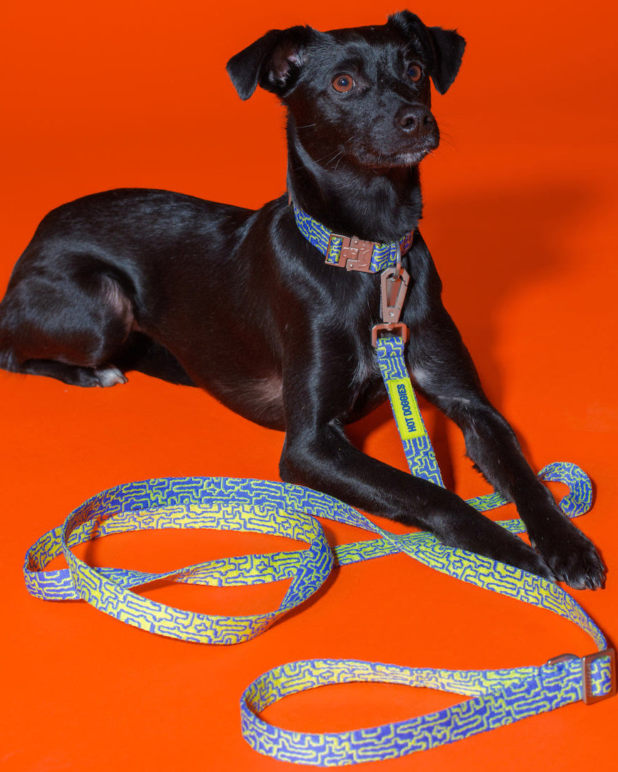 Eco-conscious Hot Doggies Hands-Free Leash Blue/Lime, worn by model, adjustable length 150–240cm, made with sustainable recycled polyeste-on-dog