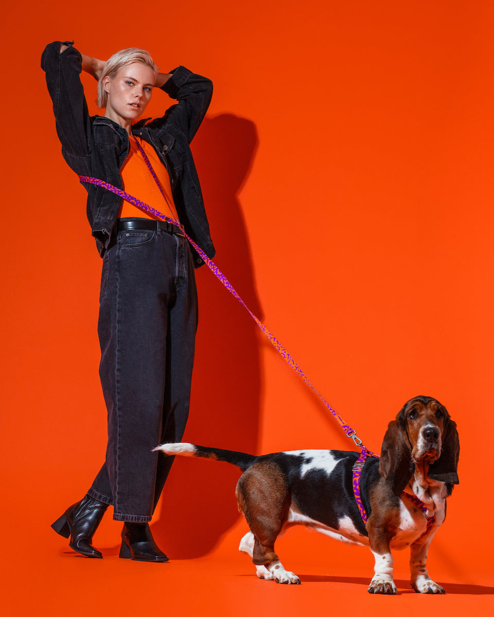 Hot-Doggies-Purple-Orange-Leash-150-240cm-Worn-By-Model-Walking-Dog-Eco-Friendly-Hands-Free