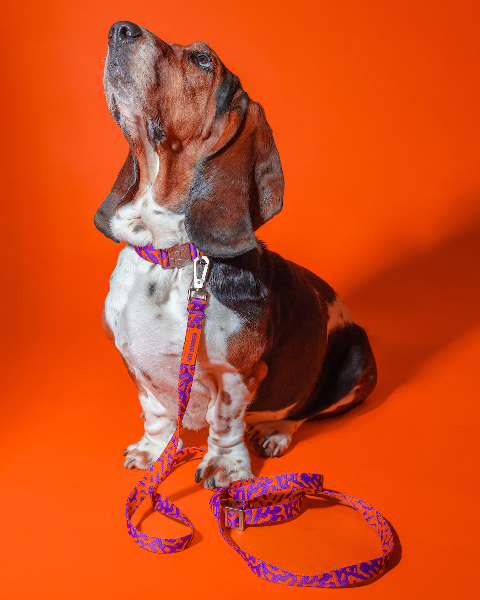 Hot-Doggies-Purple-Orange-Leash-150-240cm-Worn-By-Model-Walking-Dog-Eco-Friendly-Hands-Free