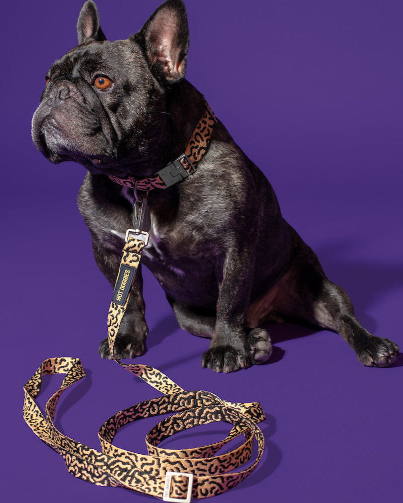 Hot Doggies beige and black dog leash, fashionable and sustainable dog walking gear—shown while dog is sitting.
