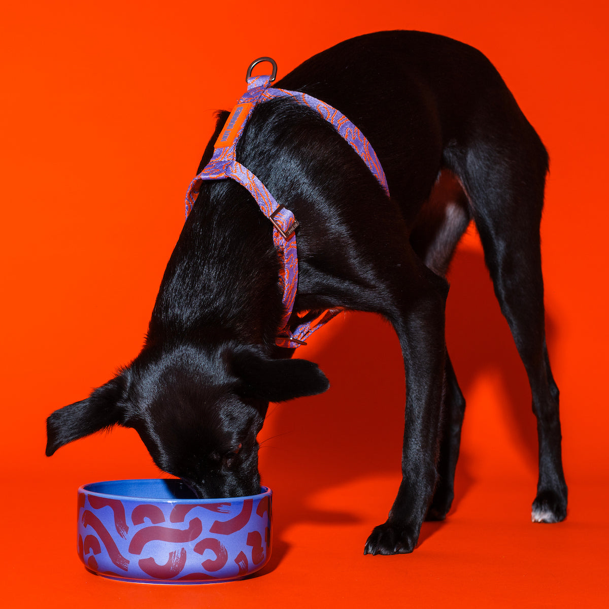 Dog drinking from Flow ceramic dog bowl by Hot Doggies with red and blue pattern, premium durable ceramic, dishwasher safe, for small and medium dogs.