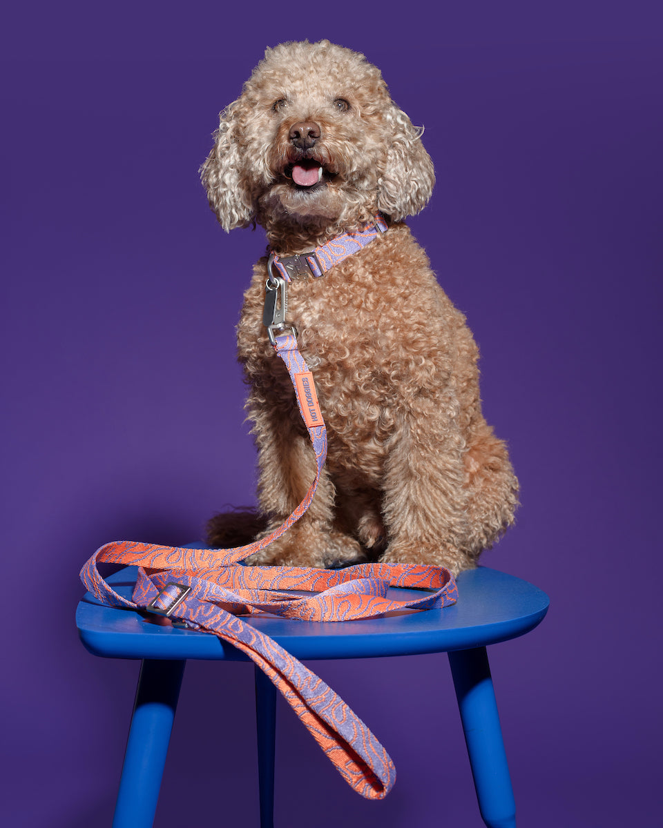 Hot Doggies Lily Coral Dog Leash – adjustable 150–240 cm hands-free leash on curly-haired dog sitting on blue stool against purple background, eco-conscious and stylish for small to medium dogs.