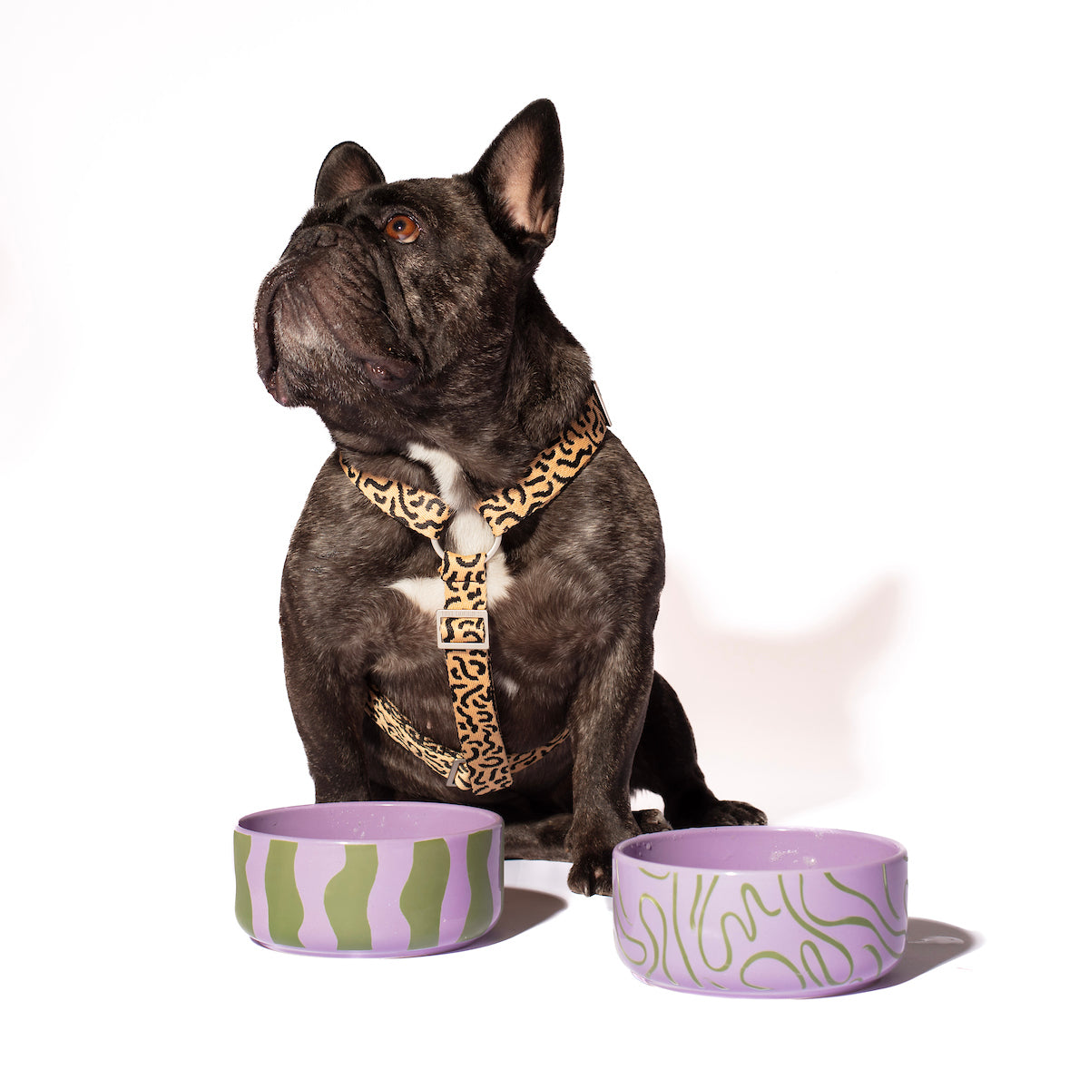 Abstract Lines Ceramic Bowl - green abstract lines on a purple base, with a medium-sized dog drinking water from the bowl. The modern, minimalist design is perfect for small to medium pets, adding style and functionality to mealtime