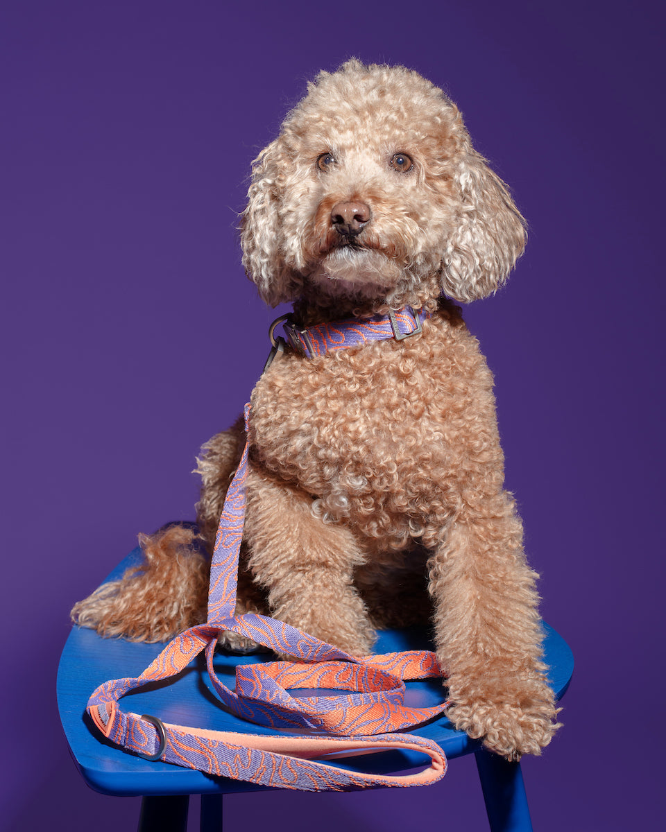 Hot Doggies Classic Leash Lily Coral on a dog, highlighting the soft, eco-friendly material and stylish coral and lilac fine-line pattern. Durable and comfortable leash for daily walks.- on -dog-model.