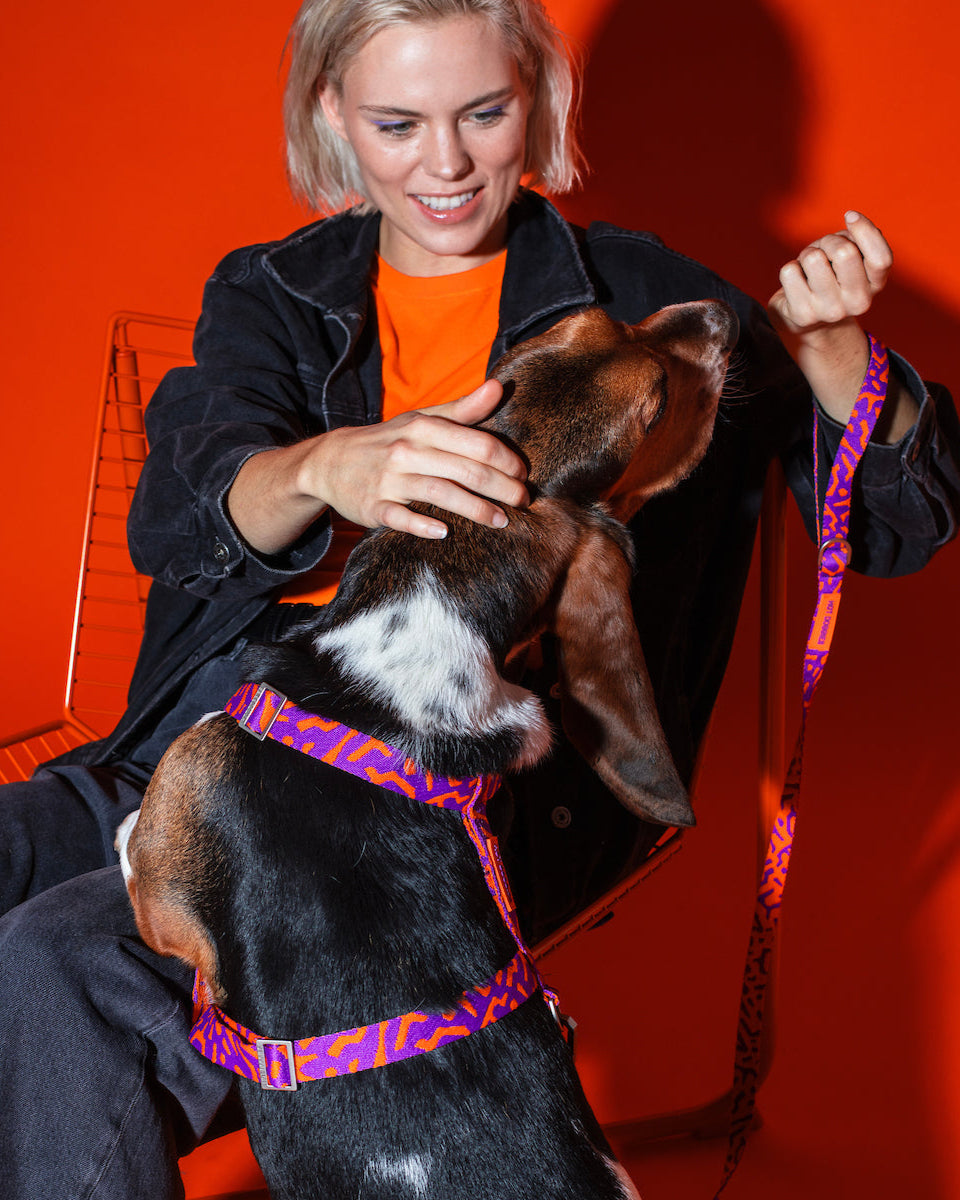Dog enjoying treats while wearing the Hot Doggies Classic leash in purple and orange, eco-friendly soft woven polyester with a padded handle, perfect for stylish, everyday walks.