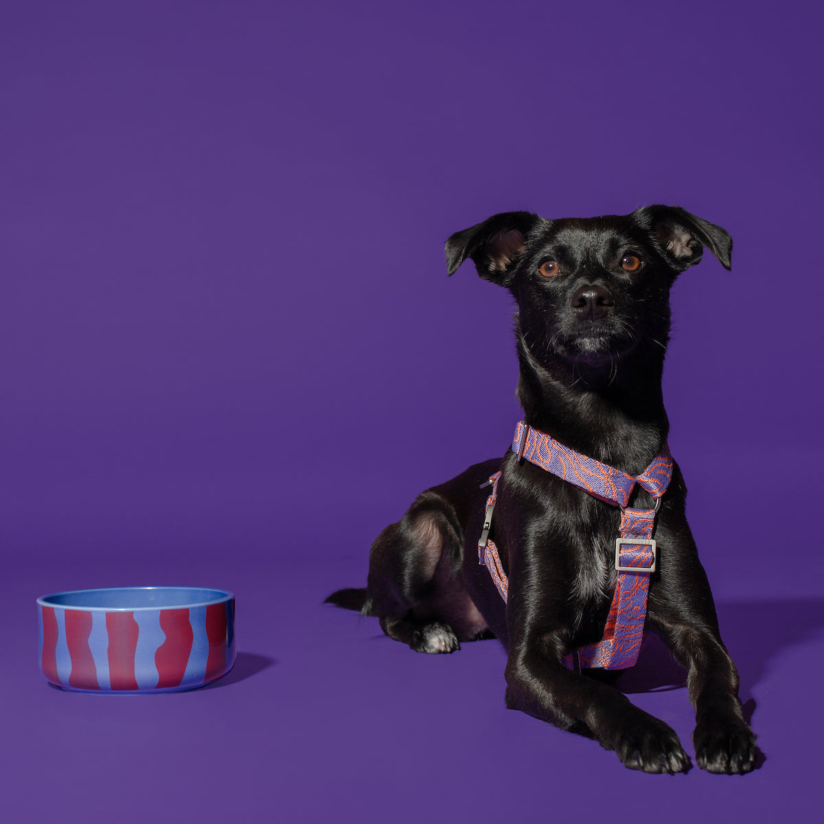 Side view of Hot Doggies Fusion ceramic bowl with blue and red stripes, dog sitting next to it.