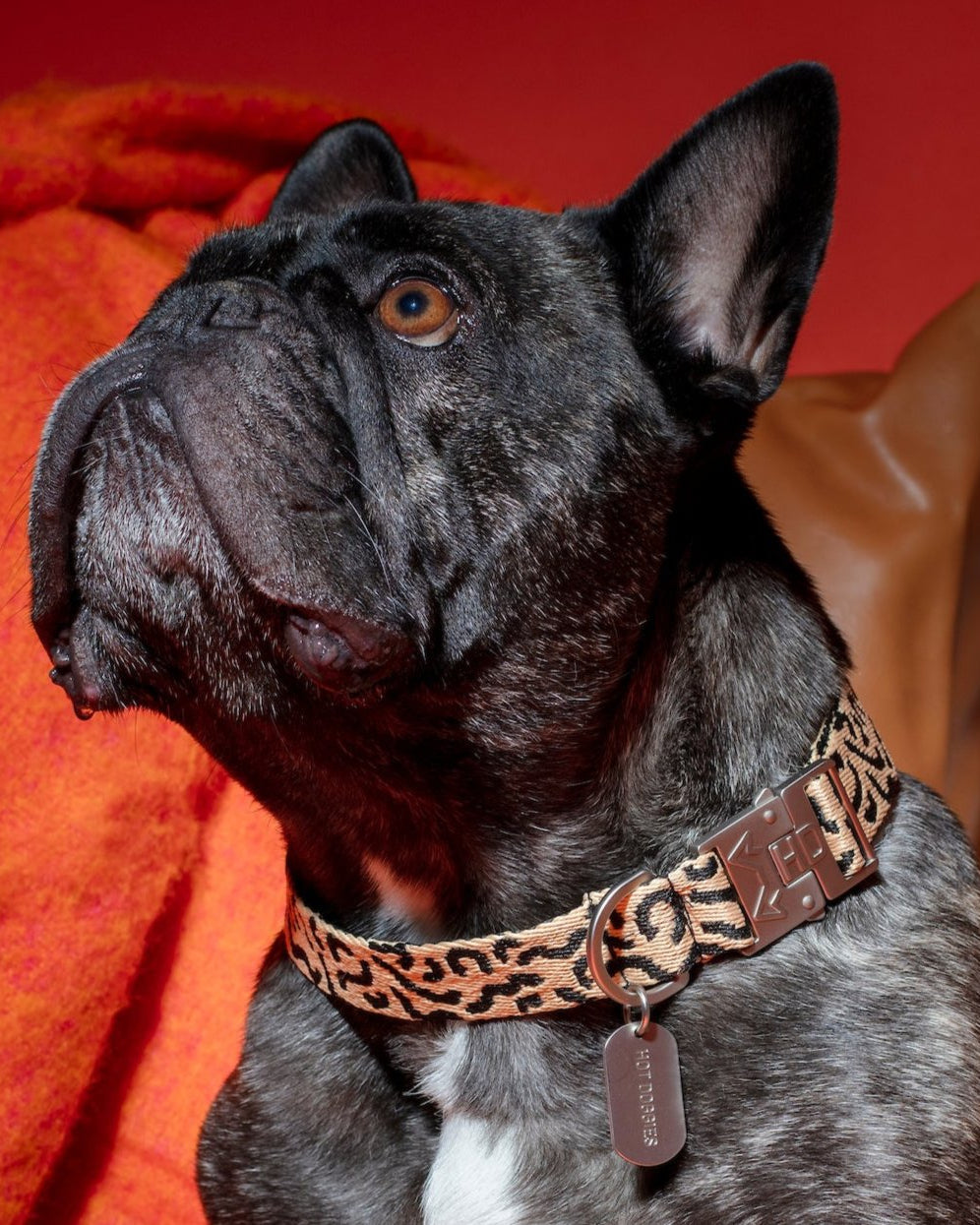 Coco Noir Dog Collar featuring a sleek black and beige design with elegant detailing, durable buckle, and personalized dog tag for added safety.
