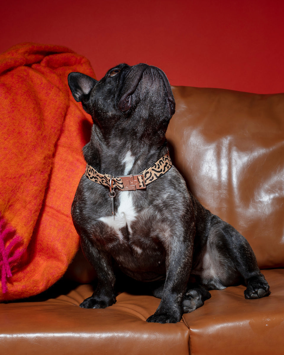 Dog wearing the Coco Noir Collar, featuring a refined black design with a stylish and comfortable fit.