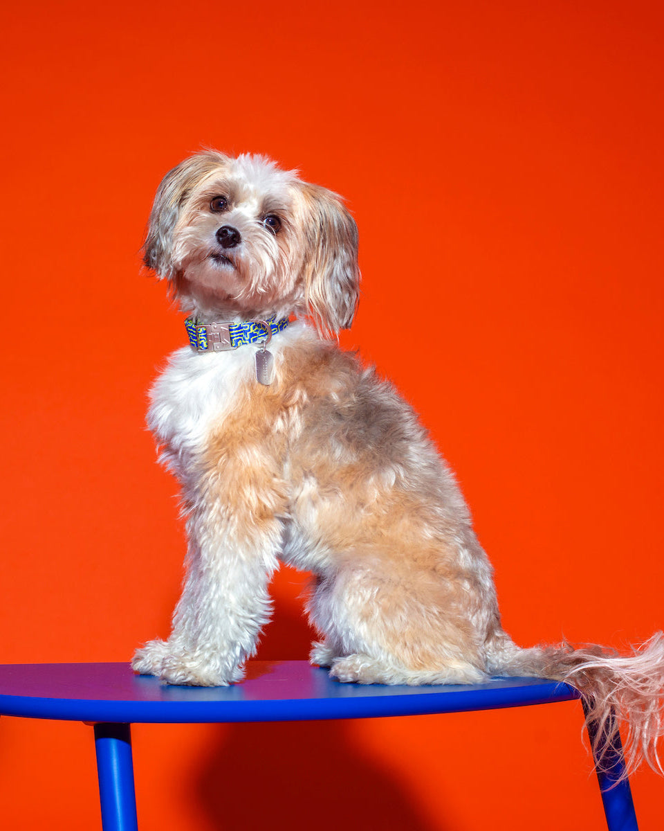 Dog wearing the Bobby Blue Dog Collar on a table, featuring a bold blue and lime color design, durable zinc alloy buckle, and personalized dog tag for added safety.