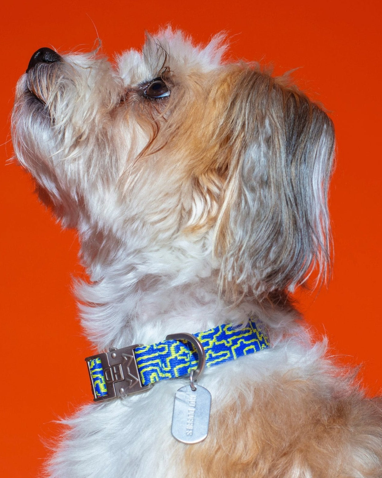 Collar Bobby Blue Dog Collar with bold blue and lime design , featuring a durable zinc alloy buckle and personalized dog tag.