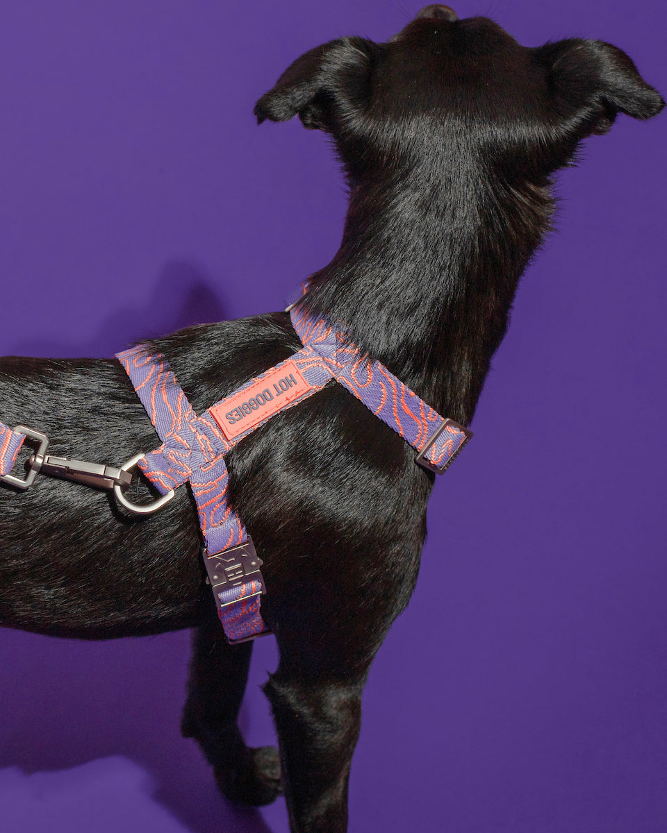 Close-up of a dog wearing the Lily Coral Doodle Pattern Harness, highlighting the intricate doodle design and adjustable straps.