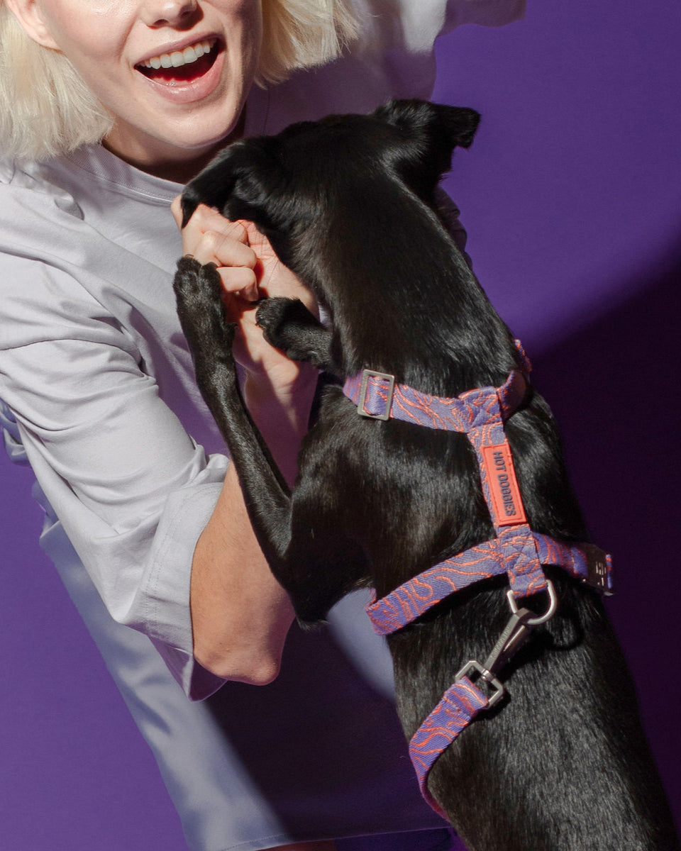 Dog wearing the Lily Coral Doodle Pattern Harness, demonstrating the soft material and secure fit in a fun coral design.
