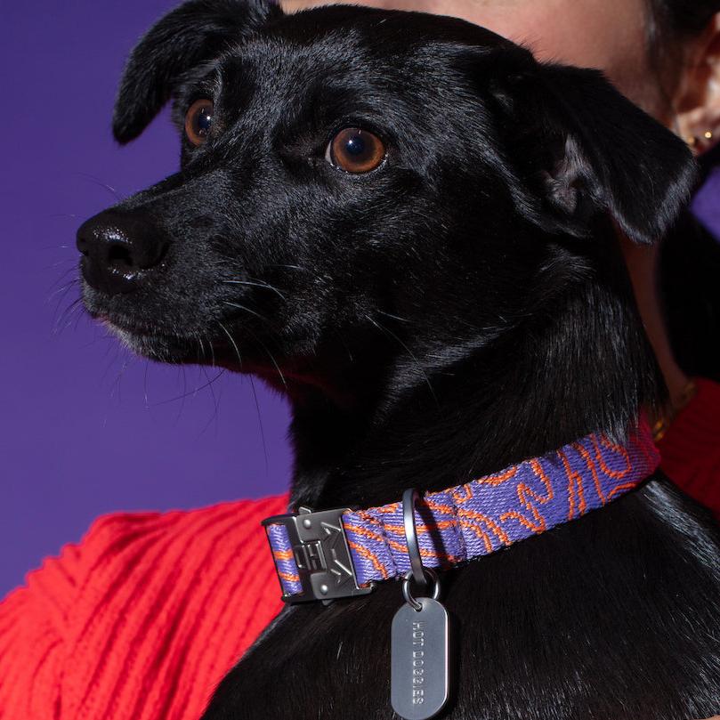 Dog wearing the Hot Doggies Classic Collar Lily Coral with a coral and lilac fine-line pattern, featuring a durable zinc alloy buckle and personalized dog tag for safety. Comfortable and stylish for everyday wear.