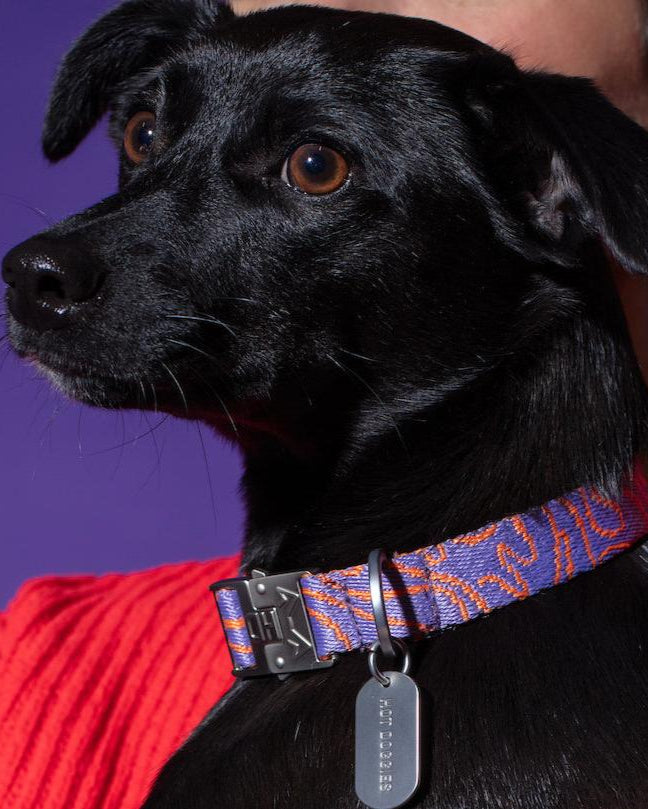 Dog wearing the Hot Doggies Collar Lily Coral with a coral and lilac fine-line pattern, featuring a durable zinc alloy buckle and personalized dog tag for safety. Comfortable and stylish for everyday wear.