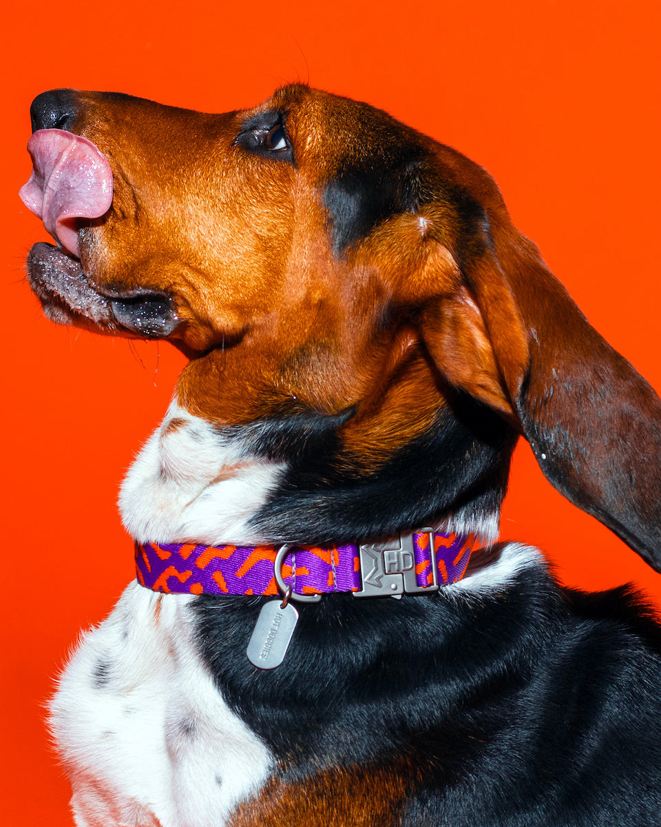 Poopy Sunrise Dog Collar featuring a vibrant purple and orange color combination with a sleek, durable buckle and personalized dog tag.