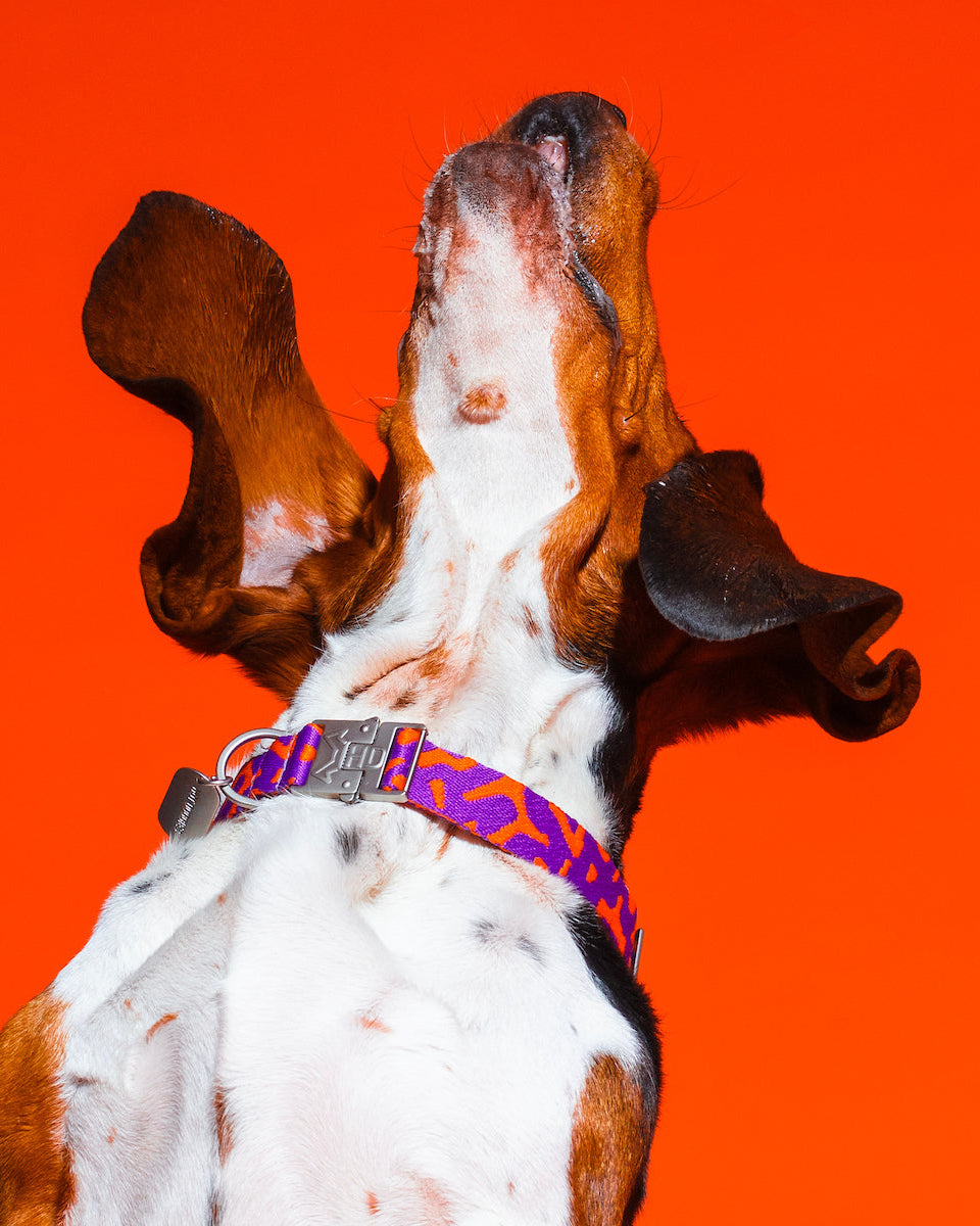 Dog wearing the Poopy Sunrise Collar, featuring a bold purple and orange design that makes a statement.