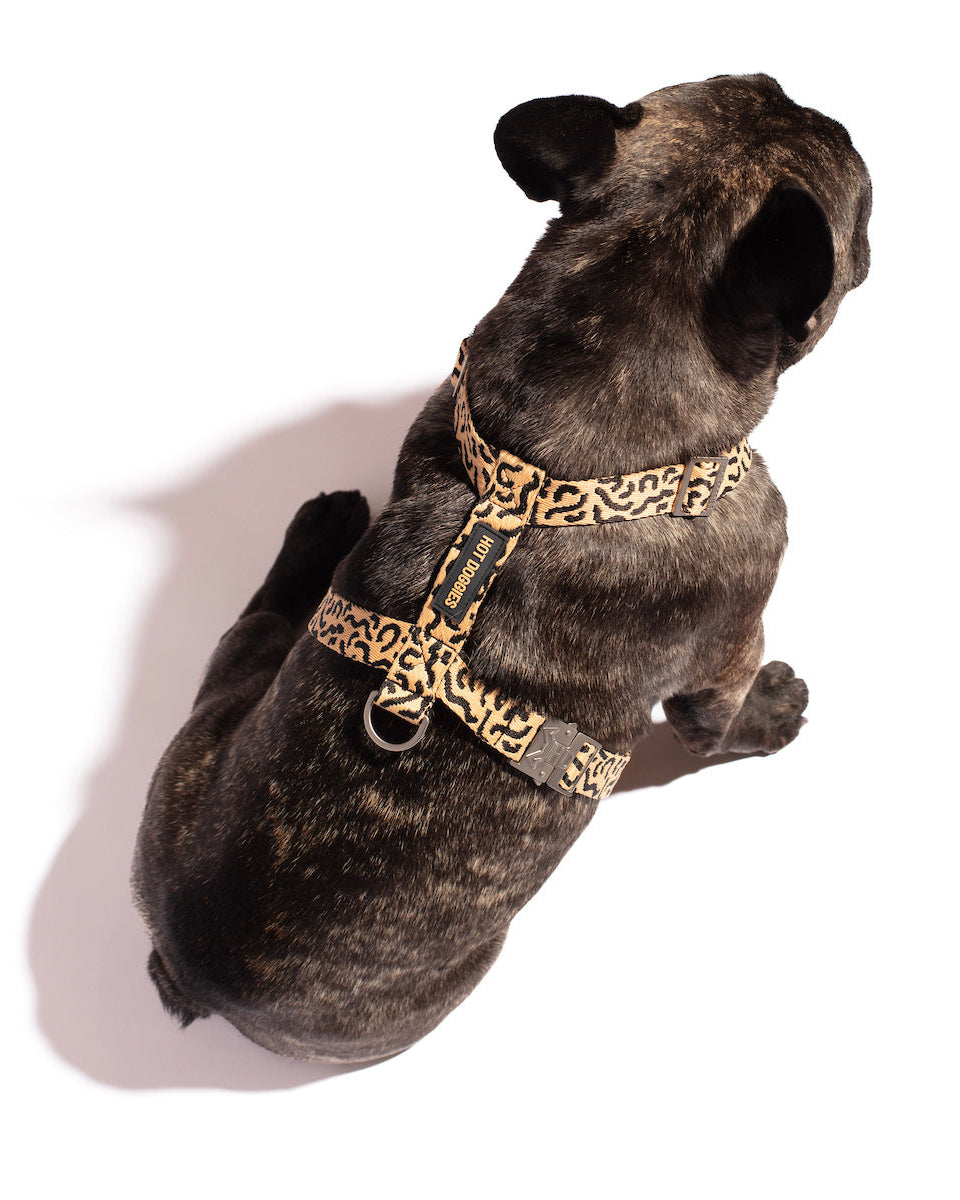 Dog wearing the Hot Doggies Coco Noir Harness, highlighting the perfect fit and elegant design.