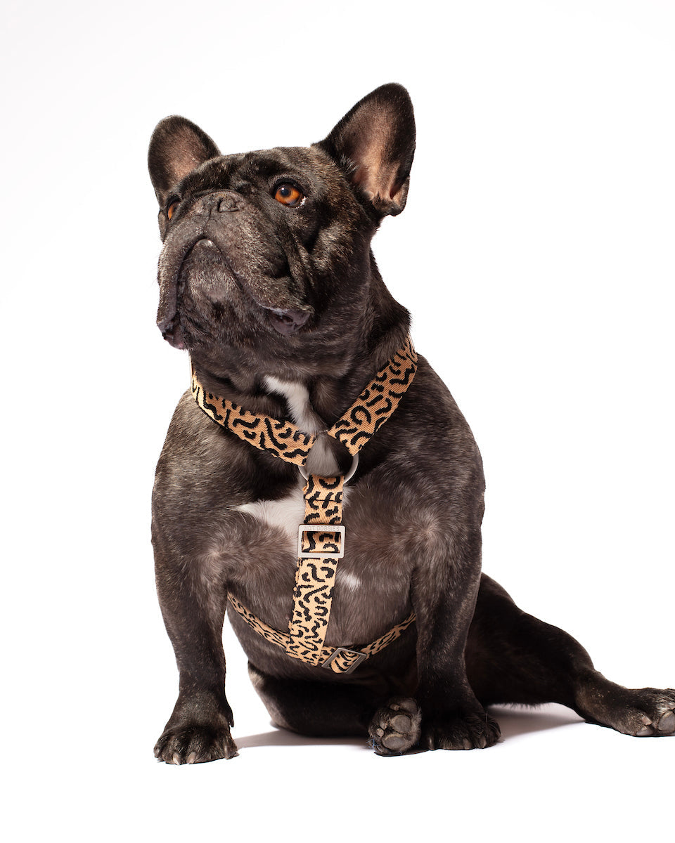 Side view of the Hot Doggies Coco Noir Harness in beige and black, showing the adjustable fit and secure zinc alloy hardware.