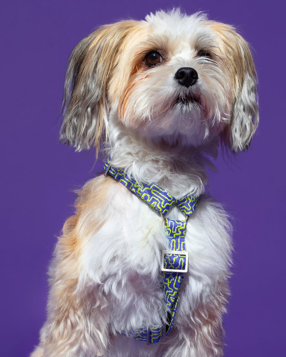 Dog model, the Hot Doggies bobby blue high quality Harness with a bright blue and lime geometric design.