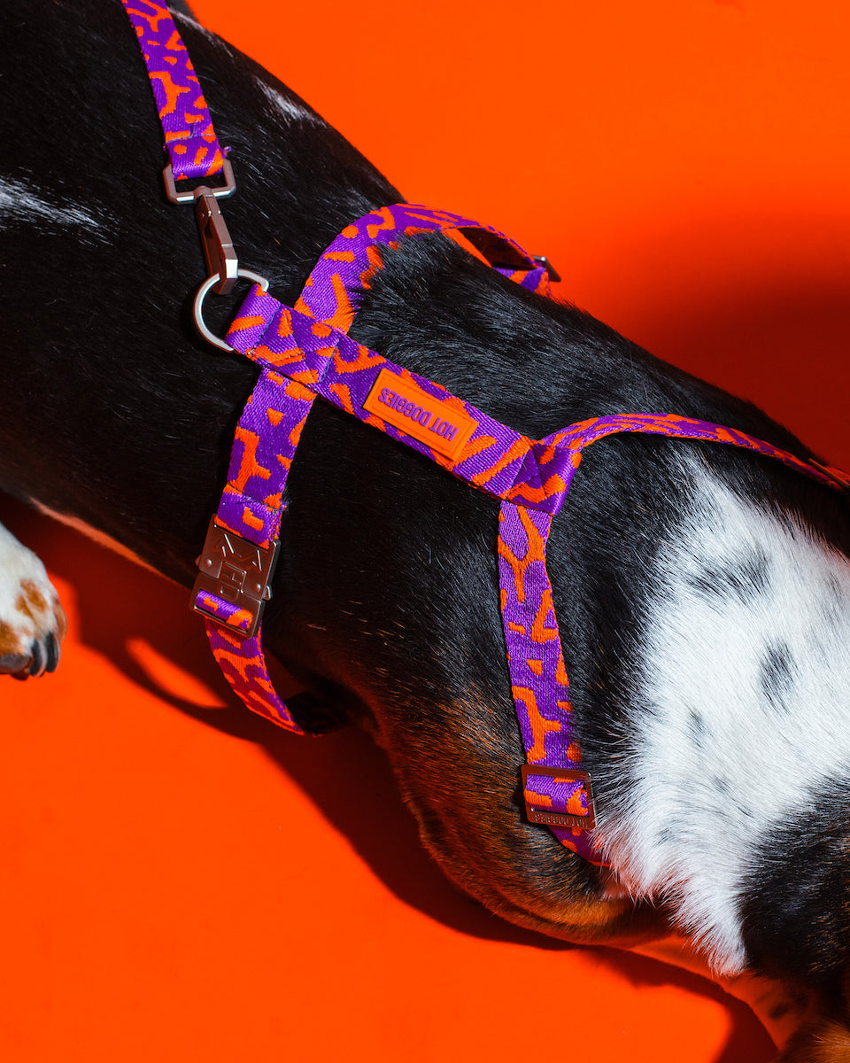 Dog wearing the Hot Doggies Coco Noir Harness, highlighting the ergonomic fit and bold purple and orange colors.