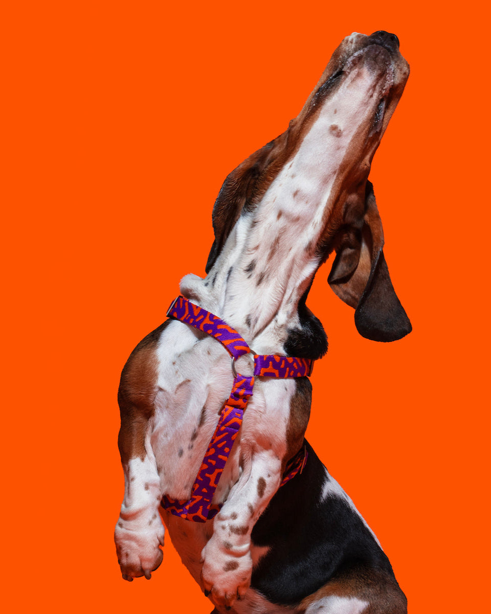 Active dog running with the Hot Doggies Coco Noir Harness in purple and orange, showcasing the comfort and style.
