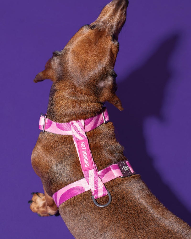 Model dog wearing the Roxy Pink Harness with a pink wave pattern, walking outdoors in style.