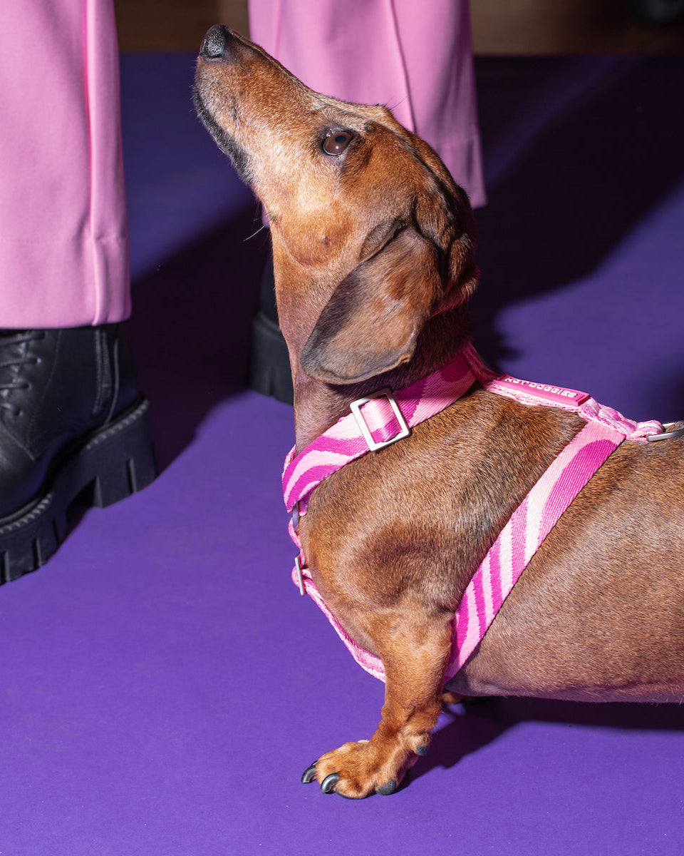 Side view of a dog wearing the Roxy Pink Harness in pink wave design, showcasing the adjustable straps and comfortable fit.