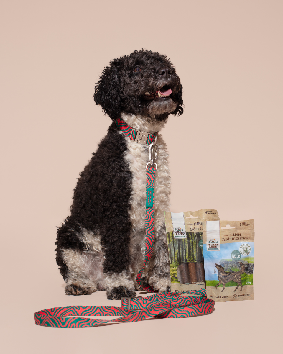 HOT DOGGIES X WILDES LAND COLLAR