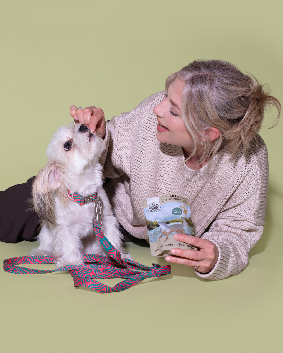 HOT DOGGIES X WILDES LAND COLLAR