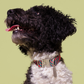 HOT DOGGIES X WILDES LAND COLLAR