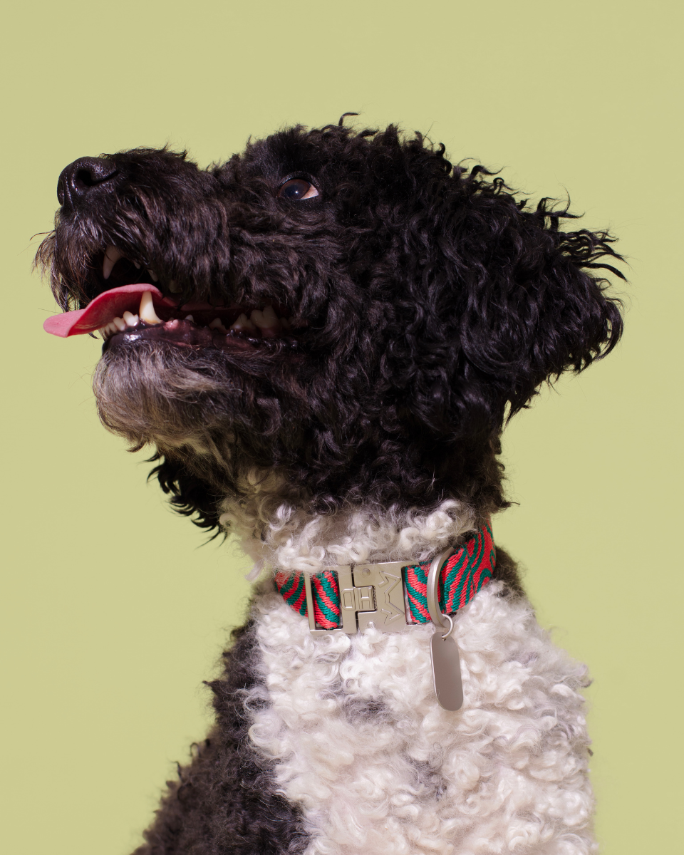 HOT DOGGIES X WILDES LAND COLLAR