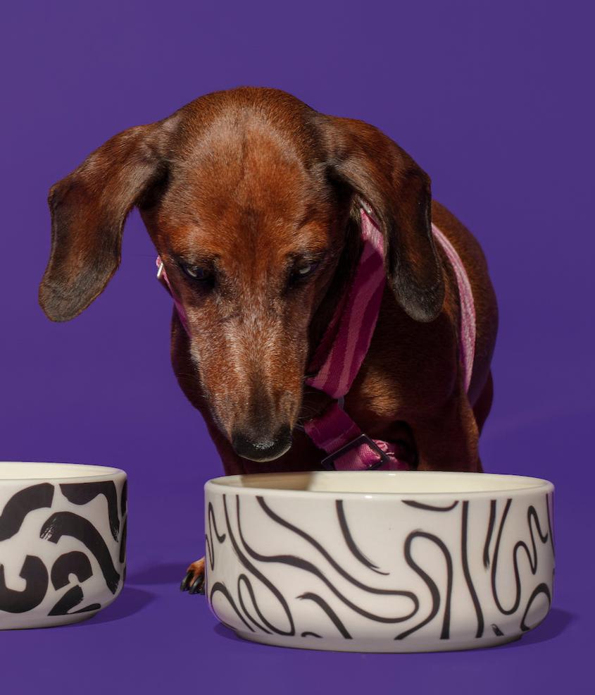 Abstract black and white ceramic dog food bowl with modern minimalist design, bold black lines, and white glaze—ideal for serving food or as decor.