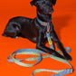 Eco-conscious Hot Doggies Hands-Free Leash Blue/Lime, worn by model, adjustable length 150–240cm, made with sustainable recycled polyeste-on-dog