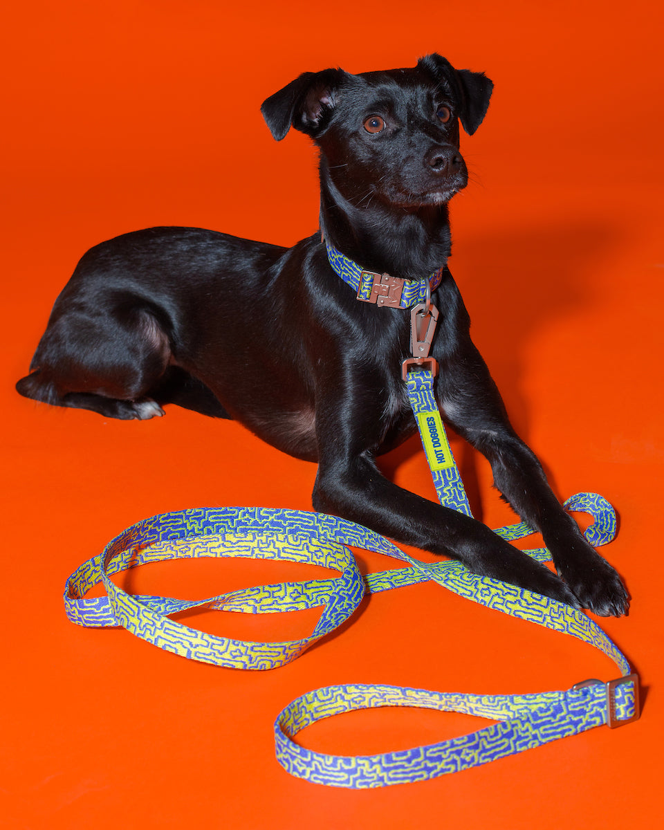 Eco-conscious Hot Doggies Hands-Free Leash Blue/Lime, worn by model, adjustable length 150–240cm, made with sustainable recycled polyeste-on-dog