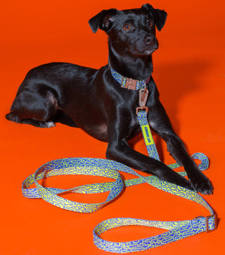 Eco-conscious Hot Doggies Hands-Free Leash Blue/Lime, worn by model, adjustable length 150–240cm, made with sustainable recycled polyeste-on-dog