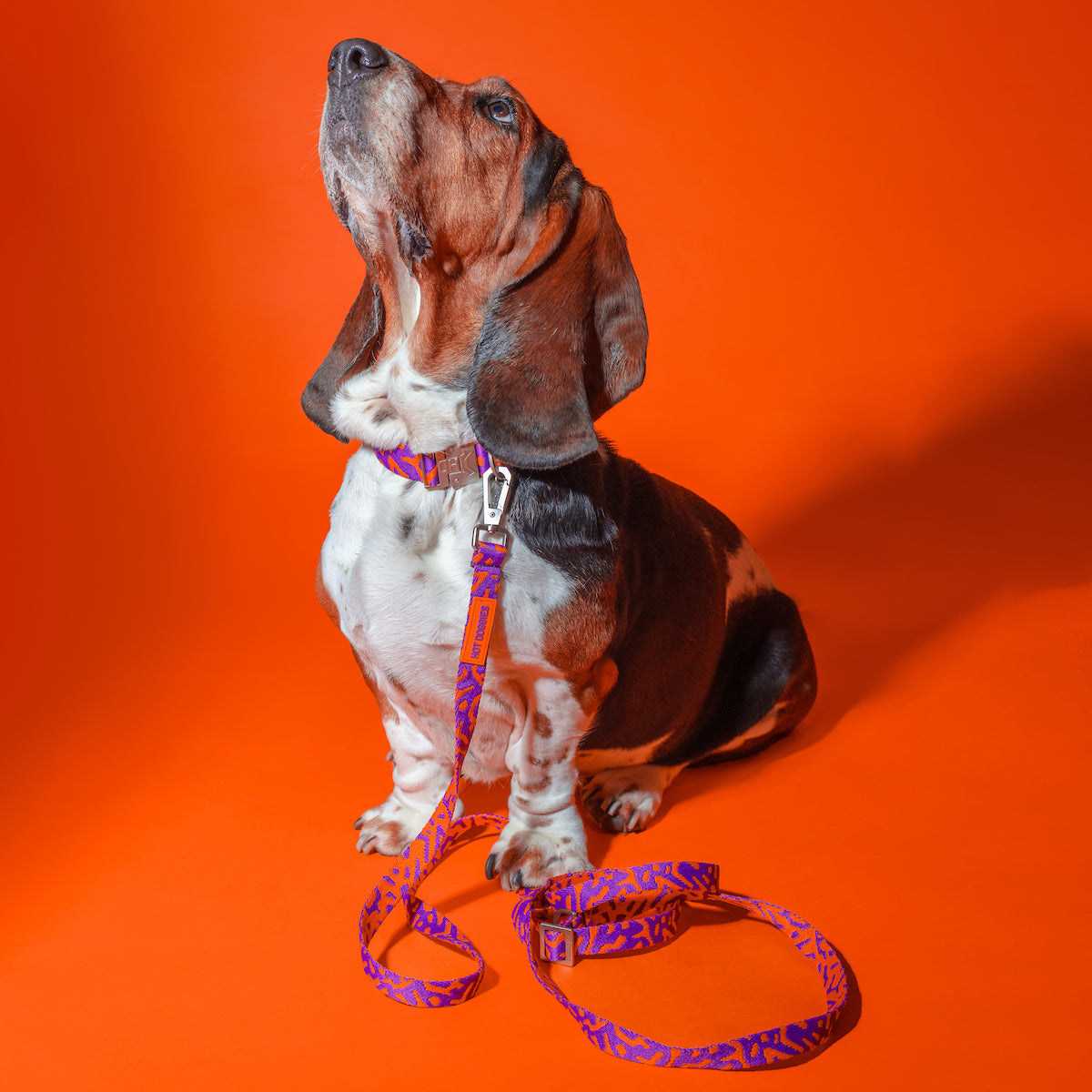 Hot-Doggies-Purple-Orange-Leash-150-240cm-Worn-By-Model-Walking-Dog-Eco-Friendly-Hands-Free