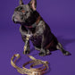 Hot Doggies beige and black dog leash, fashionable and sustainable dog walking gear—shown while dog is sitting.