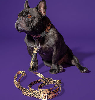 Hot Doggies beige and black dog leash, fashionable and sustainable dog walking gear—shown while dog is sitting.