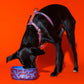 Dog drinking from Flow ceramic dog bowl by Hot Doggies with red and blue pattern, premium durable ceramic, dishwasher safe, for small and medium dogs.
