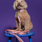 Hot Doggies Lily Coral Dog Leash – adjustable 150–240 cm hands-free leash on curly-haired dog sitting on blue stool against purple background, eco-conscious and stylish for small to medium dogs.
