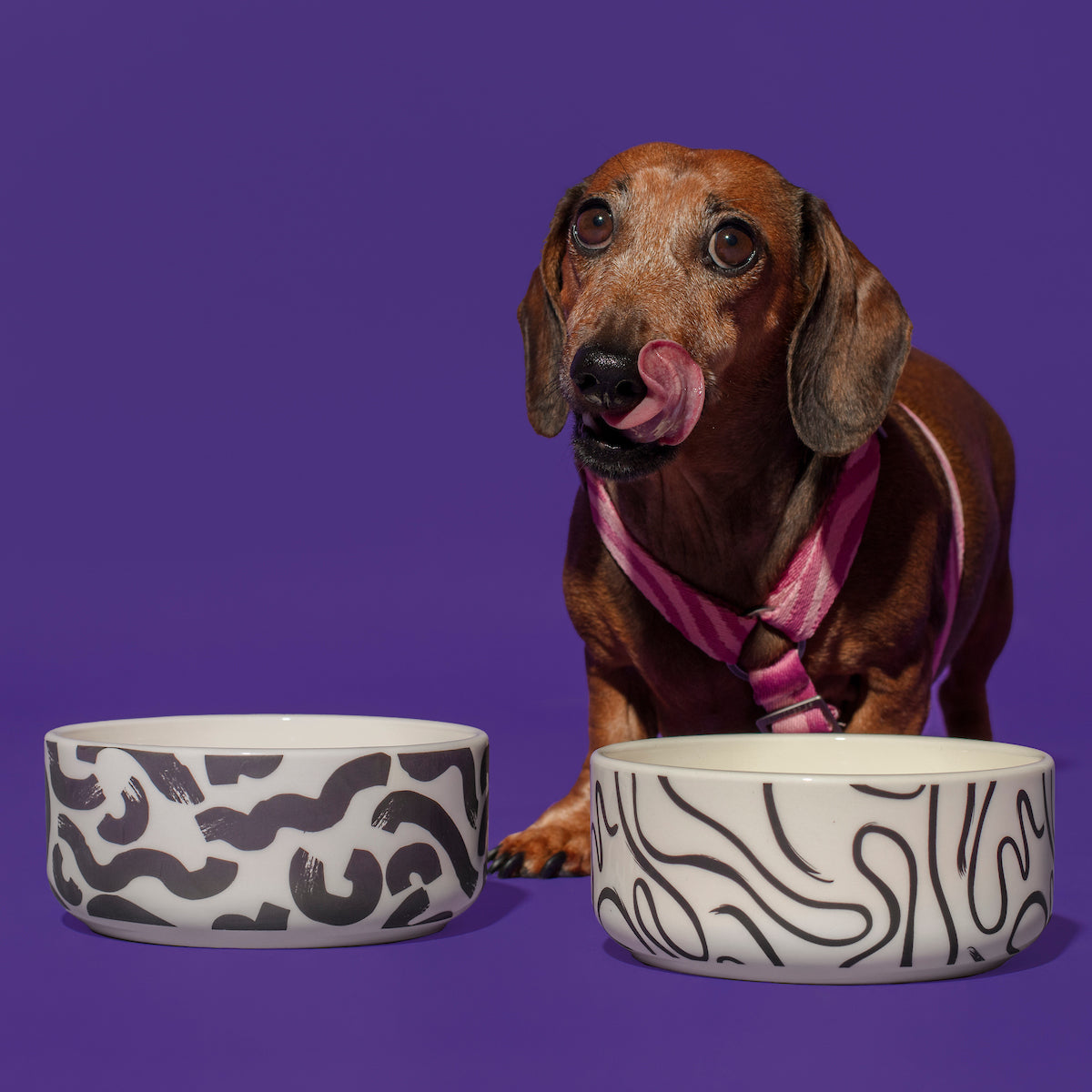 Hot Doggies Monochrome Ceramic Bowl in black and white - full view with dog - perfect size for small and medium pets - dishwasher-safe and durable.