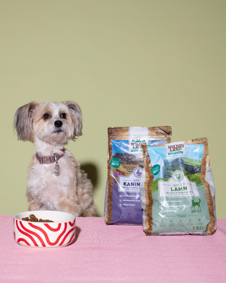 HOT DOGGIES X WILDES LAND CERAMIC BOWL