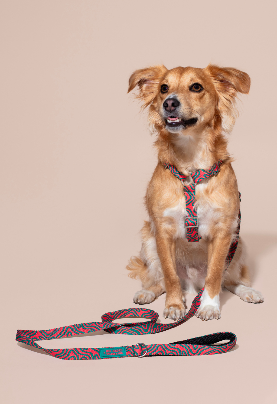 HOT DOGGIES X WILDES LAND CLASSIC LEASH