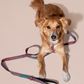 HOT DOGGIES X WILDES LAND CLASSIC LEASH