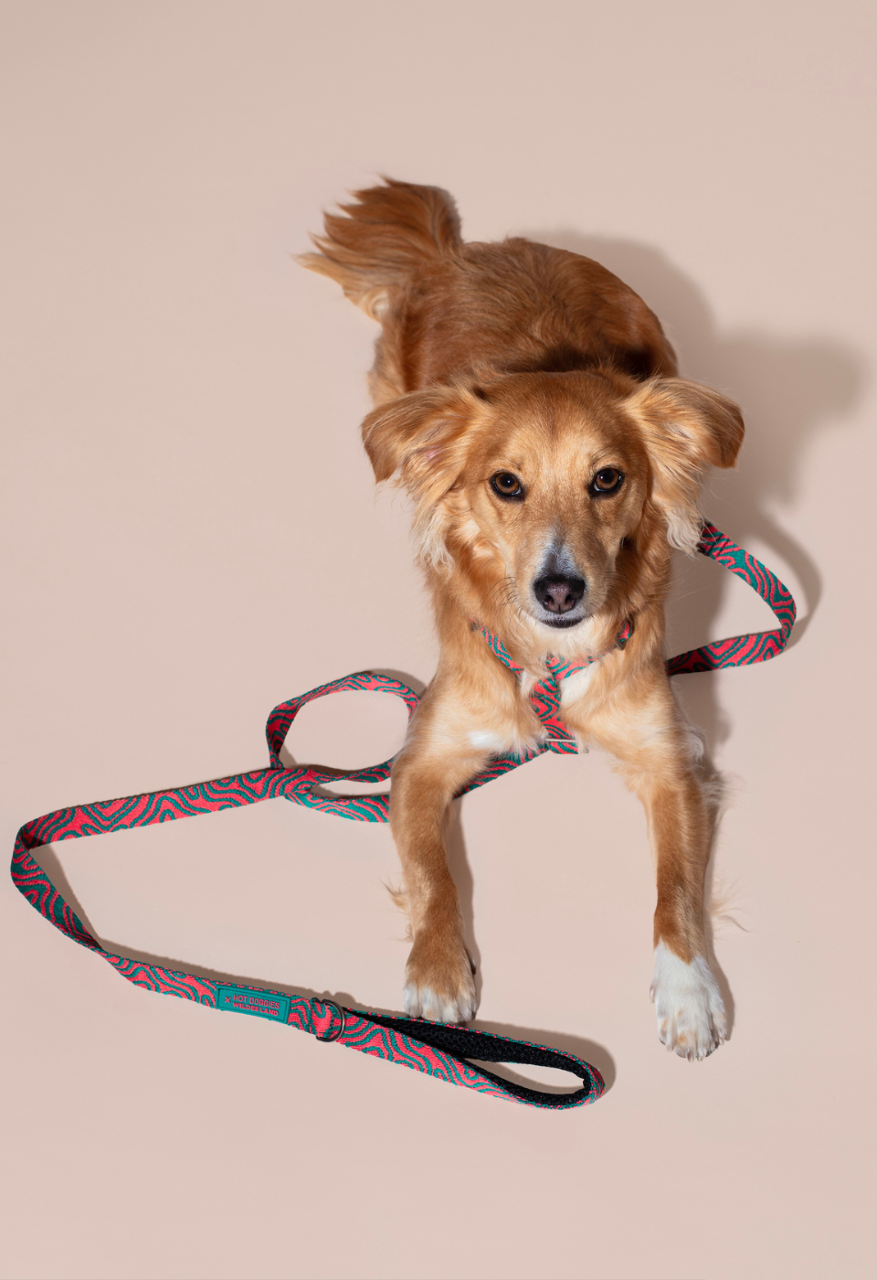 HOT DOGGIES X WILDES LAND CLASSIC LEASH