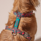 HOT DOGGIES X WILDES LAND HARNESS