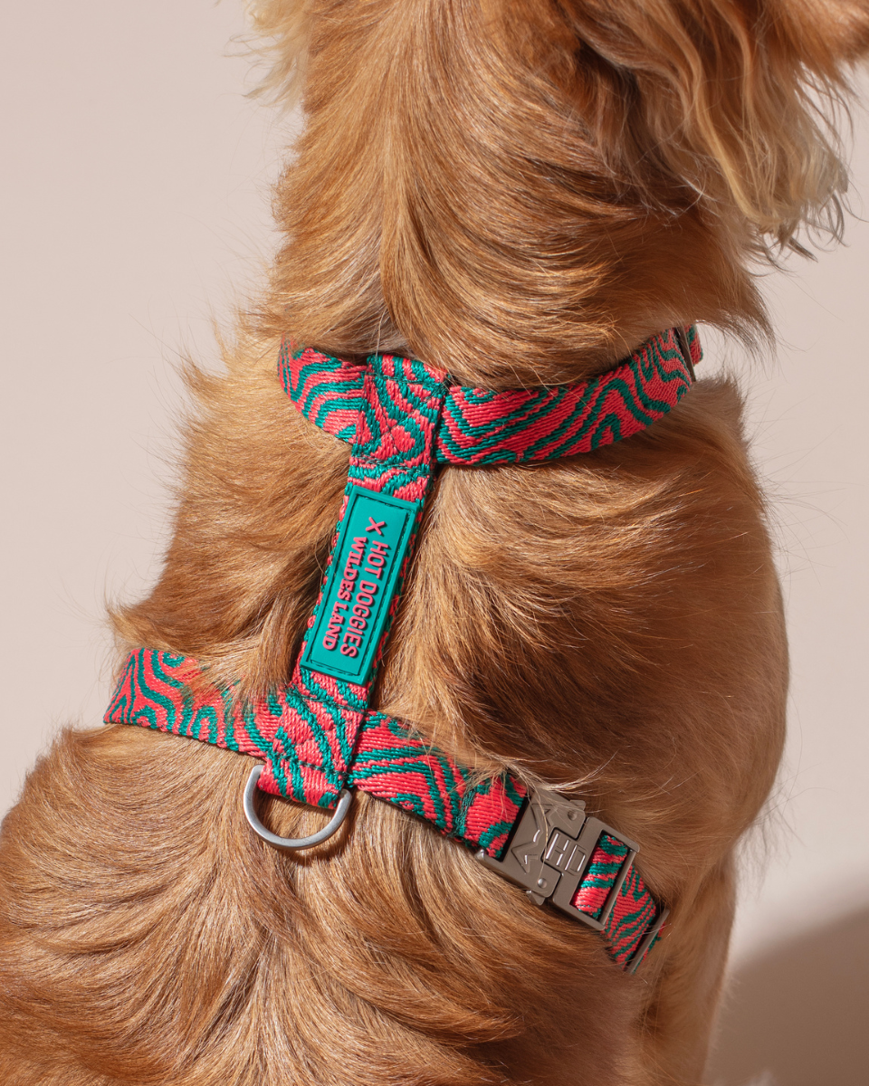 HOT DOGGIES X WILDES LAND HARNESS