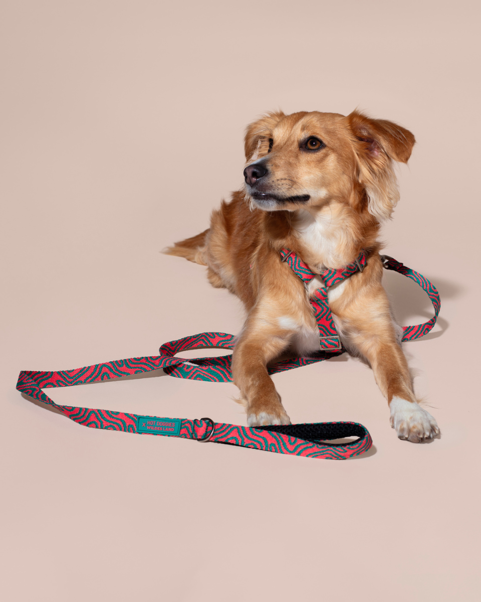 HOT DOGGIES X WILDES LAND HARNESS