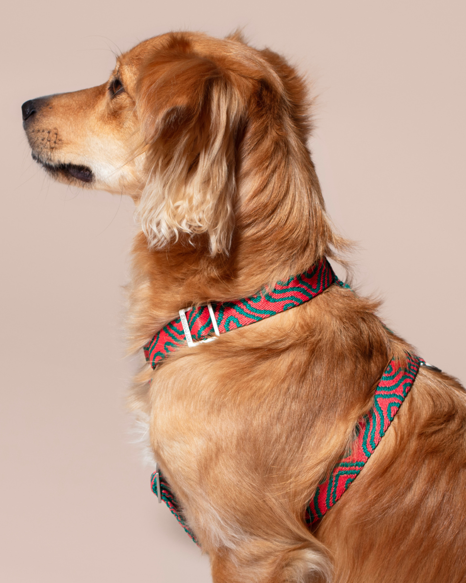HOT DOGGIES X WILDES LAND HARNESS